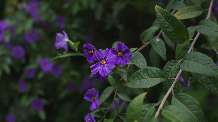 kangaroo apple Solanum laciniatum